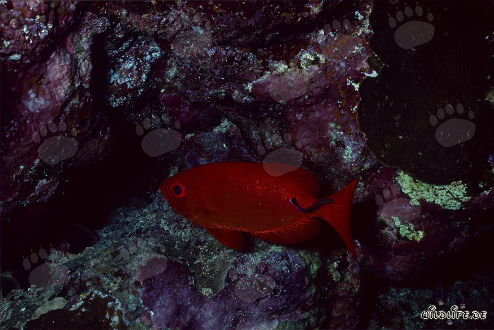 Cernia occhi grandi comune nel Mar Rosso