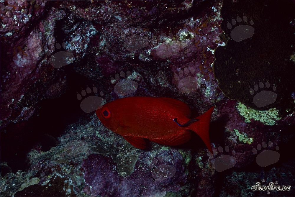Common bigeye in the Red Sea
