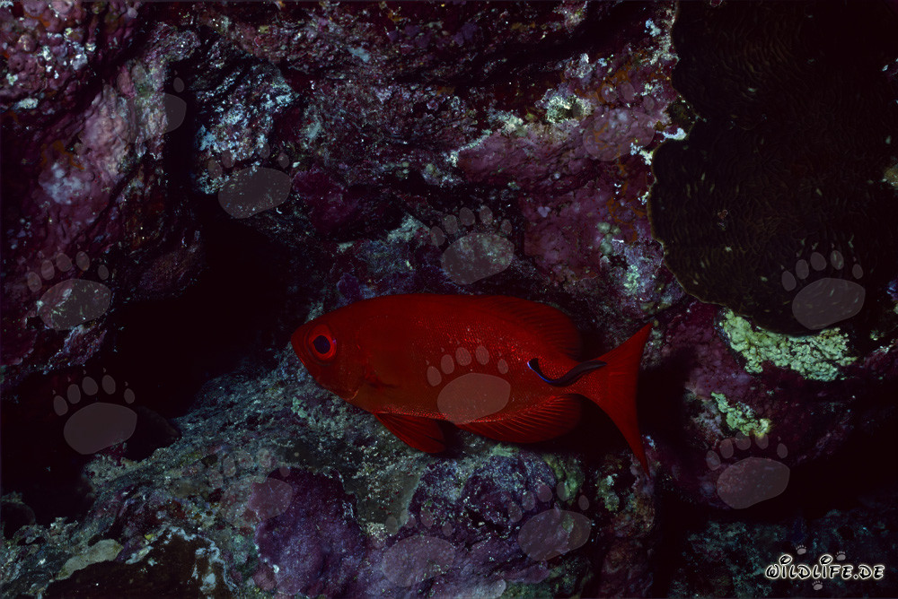 Mérou à gros yeux commun en mer Rouge