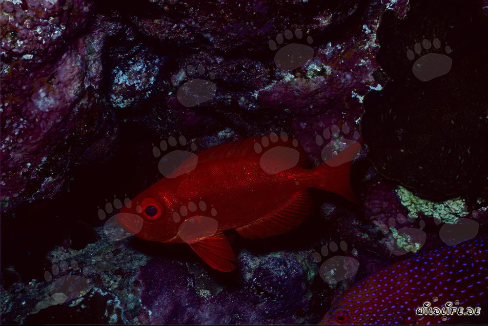 Common bigeye under coral overhangs