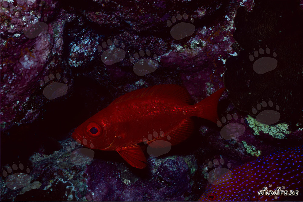 Mero ojón común bajo salientes de coral