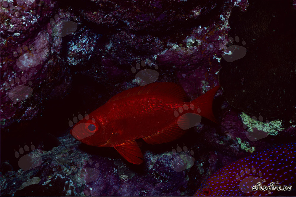 Perche à gros yeux communs sous les surplombs de corail