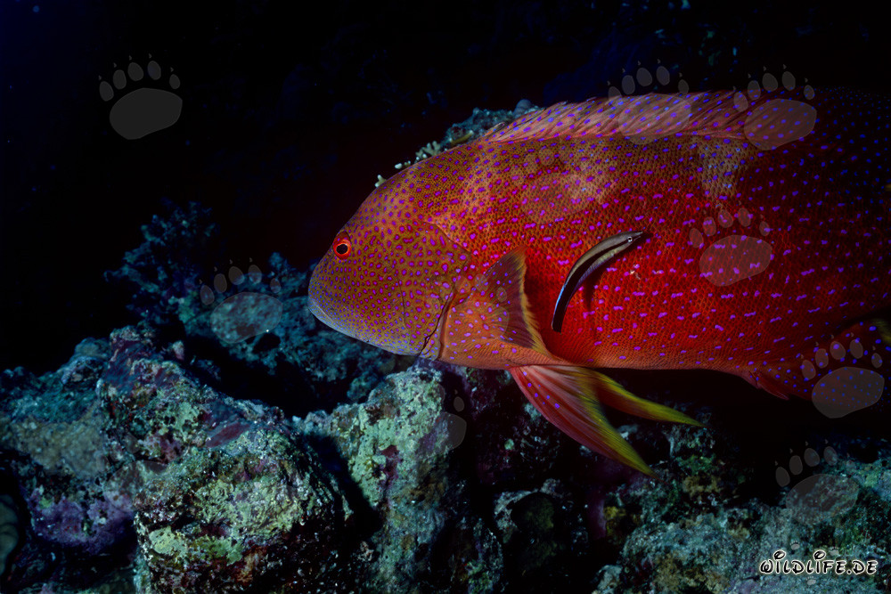 Cernia a mezzaluna colorata nei reef di Ras Mohammad
