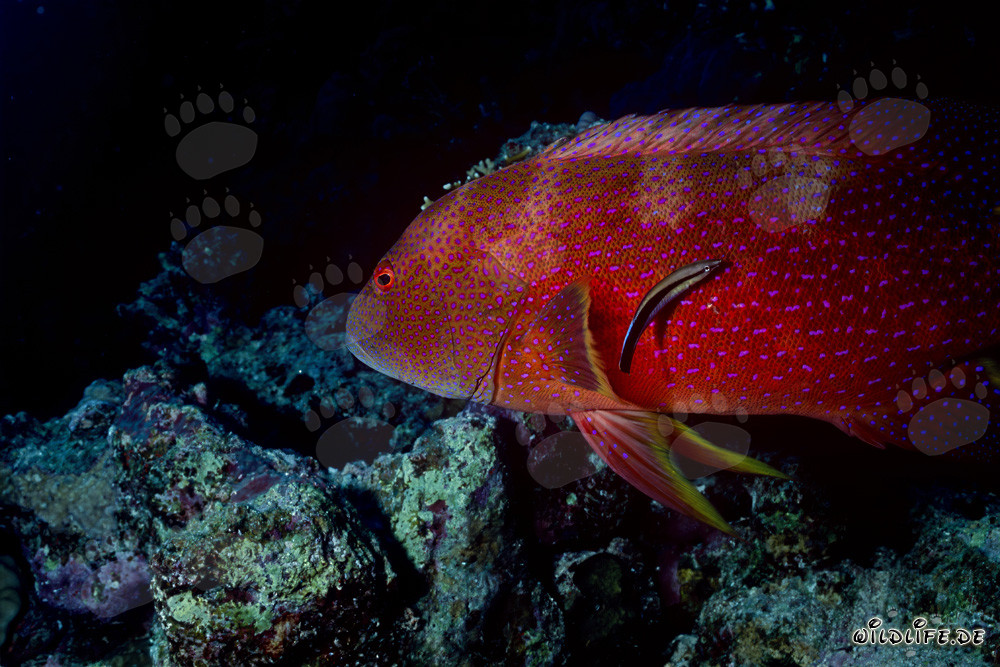 Colorful Moon Grouper in the Reefs of Ras Mohammad
