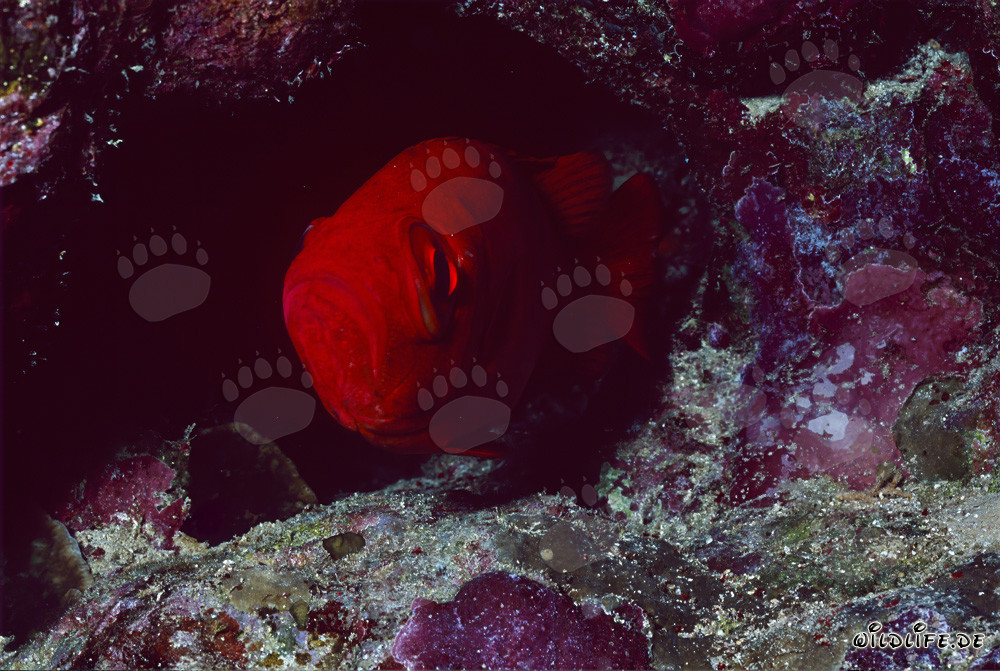 Cernia dalle grosse occhi comune nel Mar Rosso