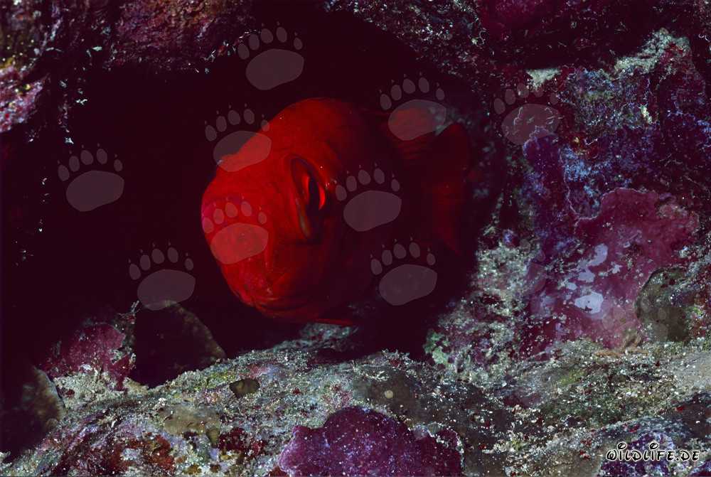 Common bigeye in the Red Sea