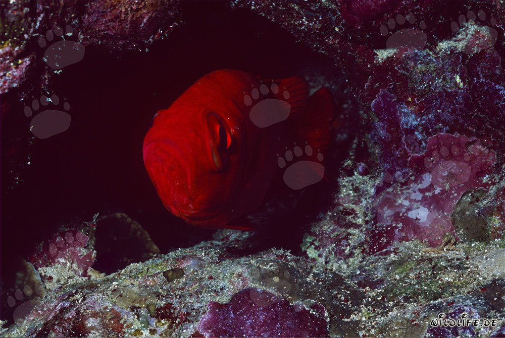 Lutjan à gros yeux commun dans la mer Rouge