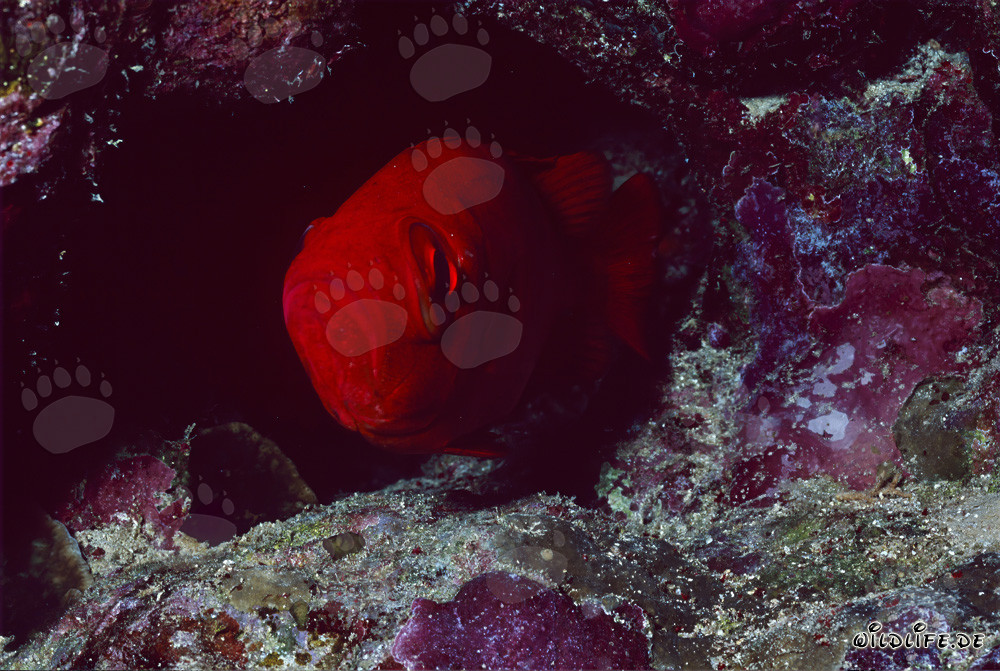 Pargo de ojos grandes común en el Mar Rojo