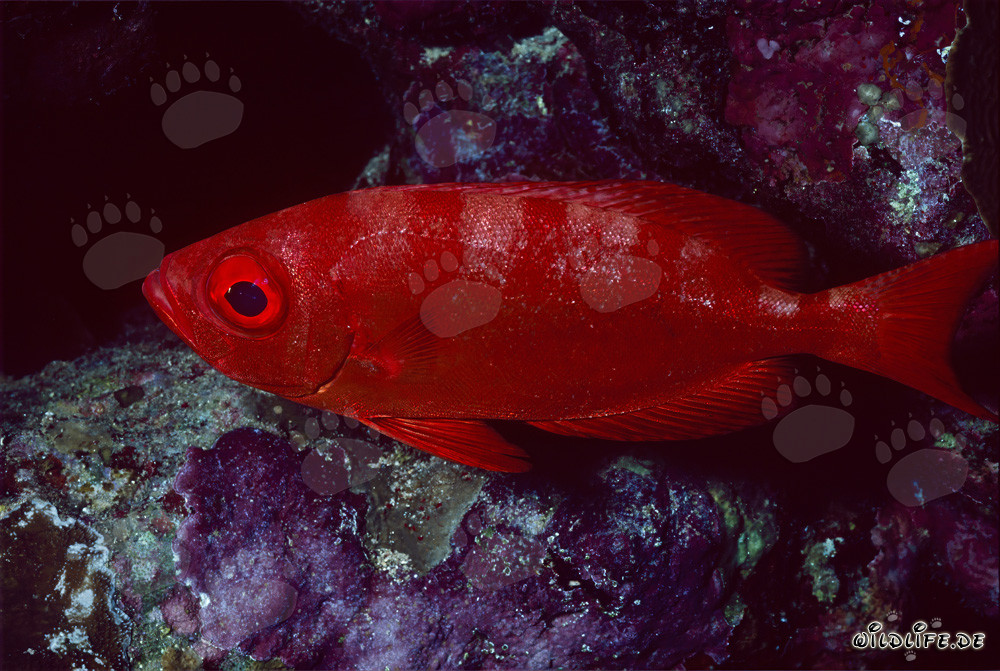 Common bigeye in the Red Sea