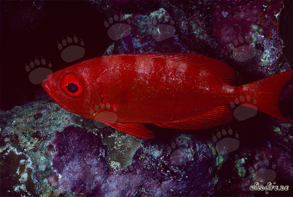 Mero ojón común en el Mar Rojo