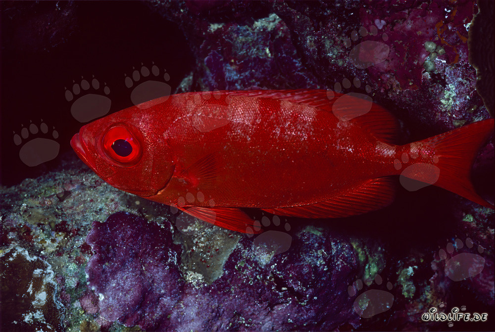 Perche à gros yeux commun dans la mer Rouge