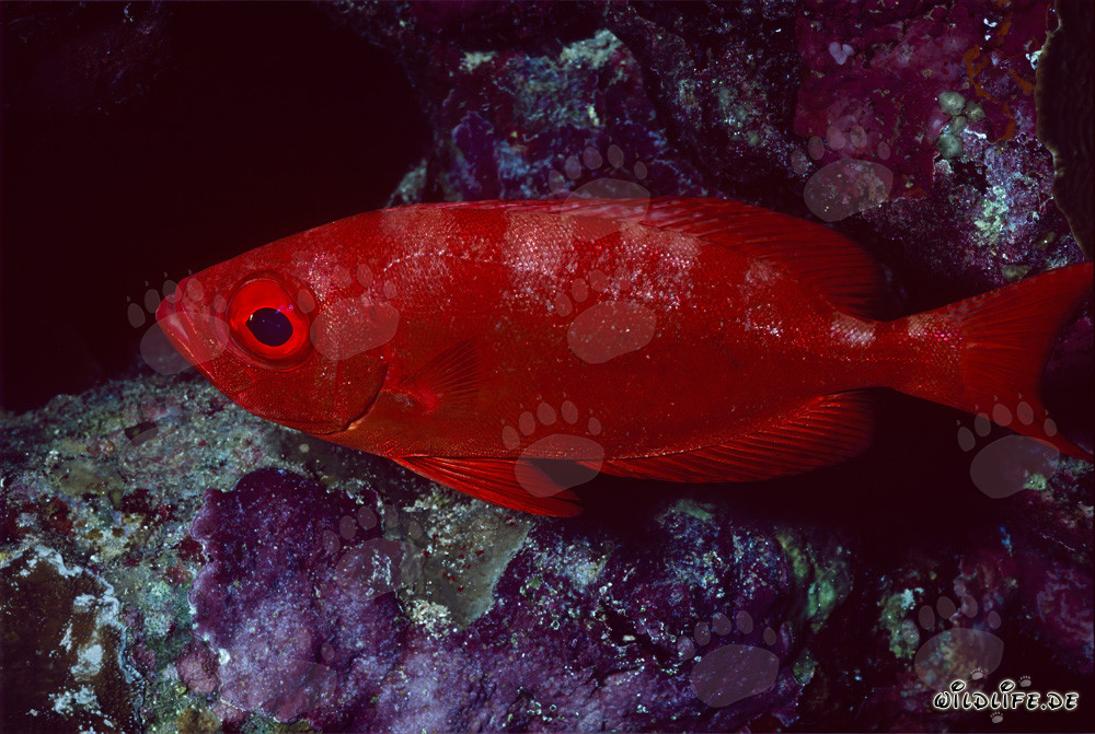 Pesce occhiuto comune nel Mar Rosso