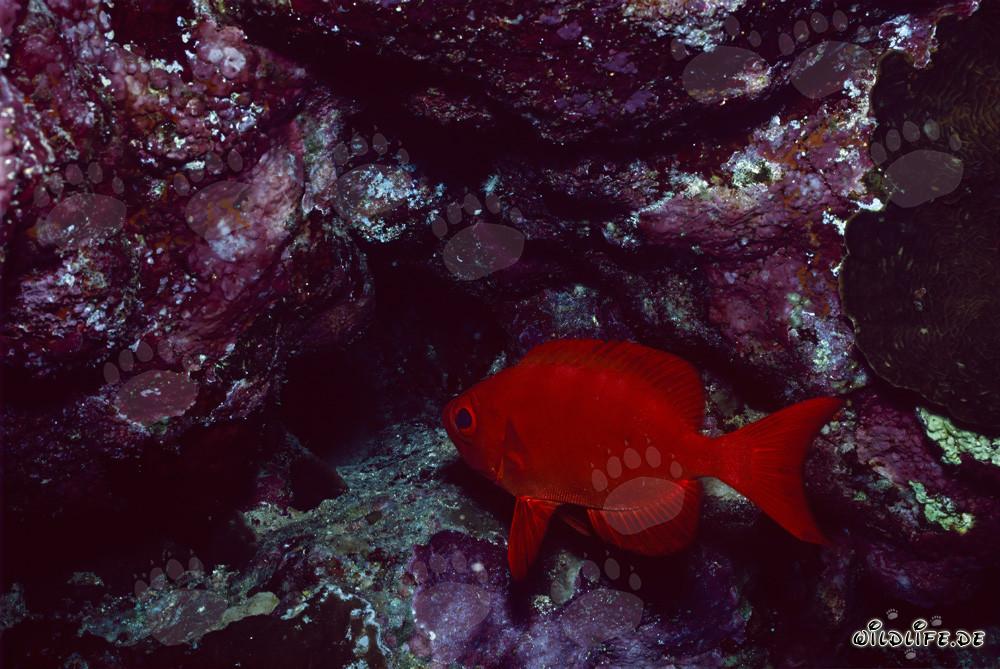 Bourgeois à gros yeux commun (Priacanthus hamrur) dans la mer Rouge