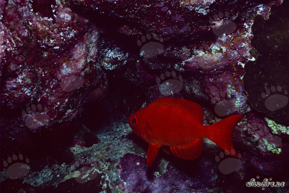Common Bigeye (Priacanthus hamrur) in the Red Sea