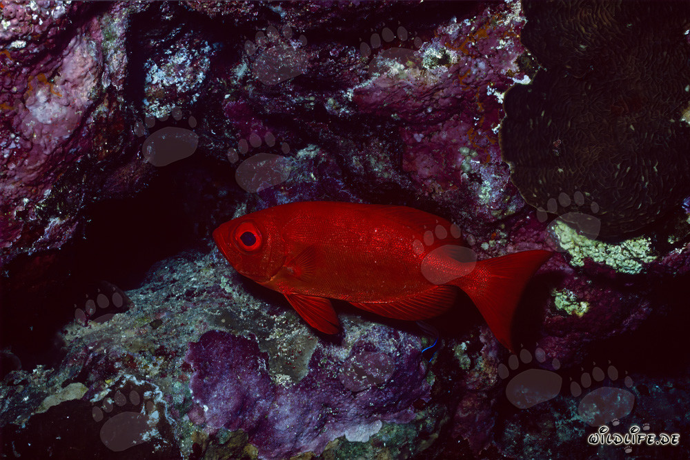 Béryx à gros yeux commun en mer Rouge