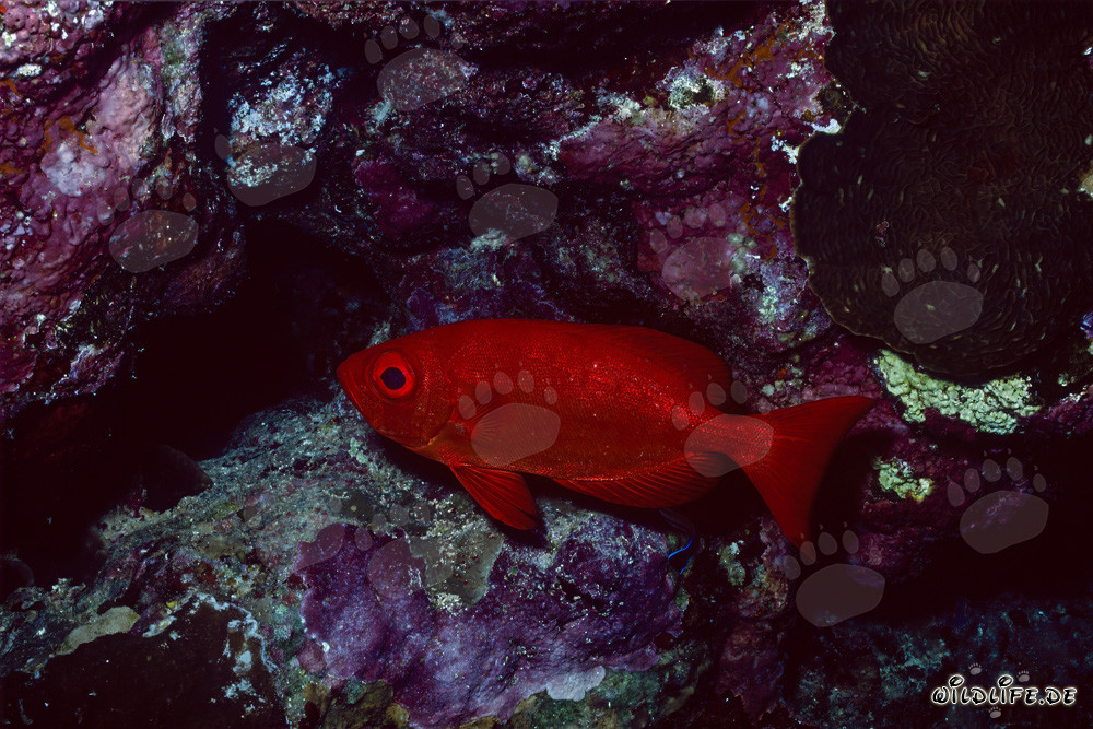 Common Bigeye in the Red Sea