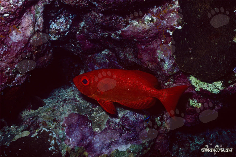 Pesce occhi grandi comune nel Mar Rosso