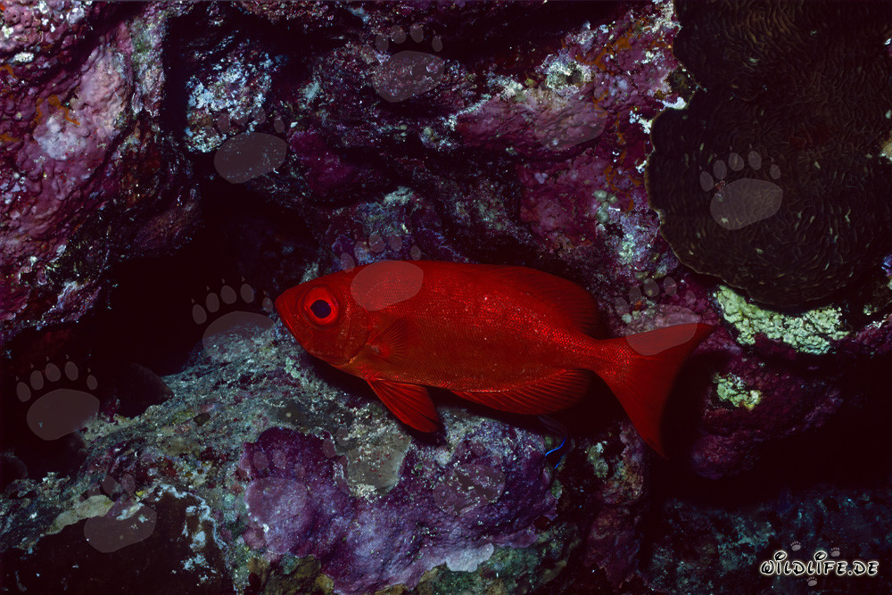 Pez de ojos grandes común en el Mar Rojo