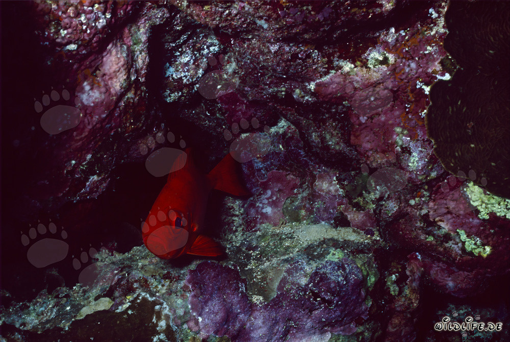 Bocinegro común en el mundo submarino del Mar Rojo