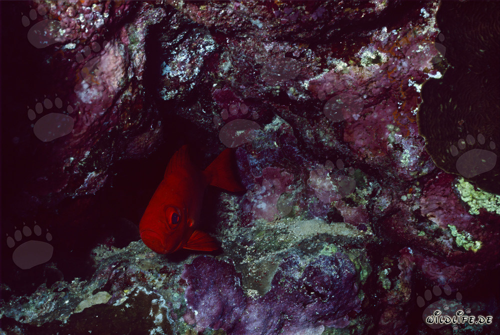Cernia dagli occhi grandi comune nel mondo sottomarino del Mar Rosso