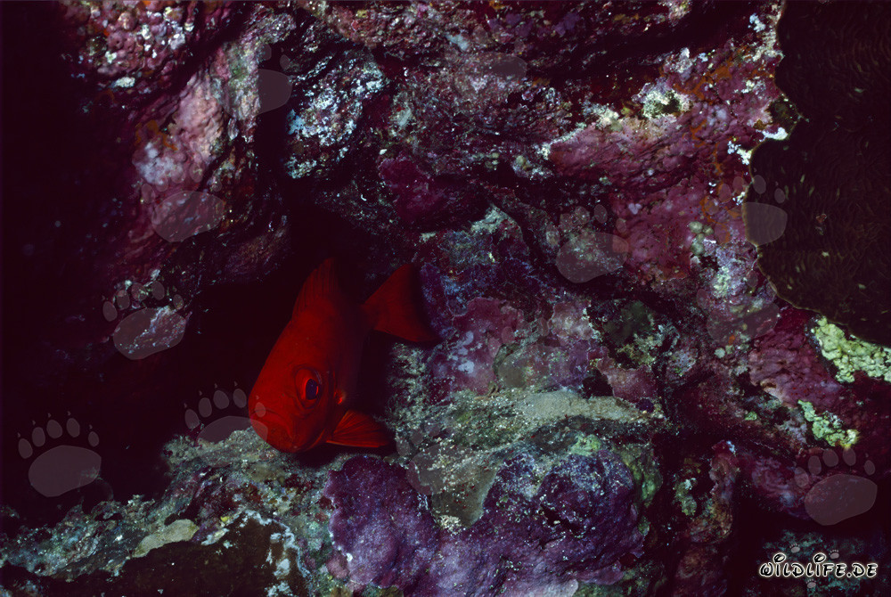 Common Bigeye in the Underwater World of the Red Sea
