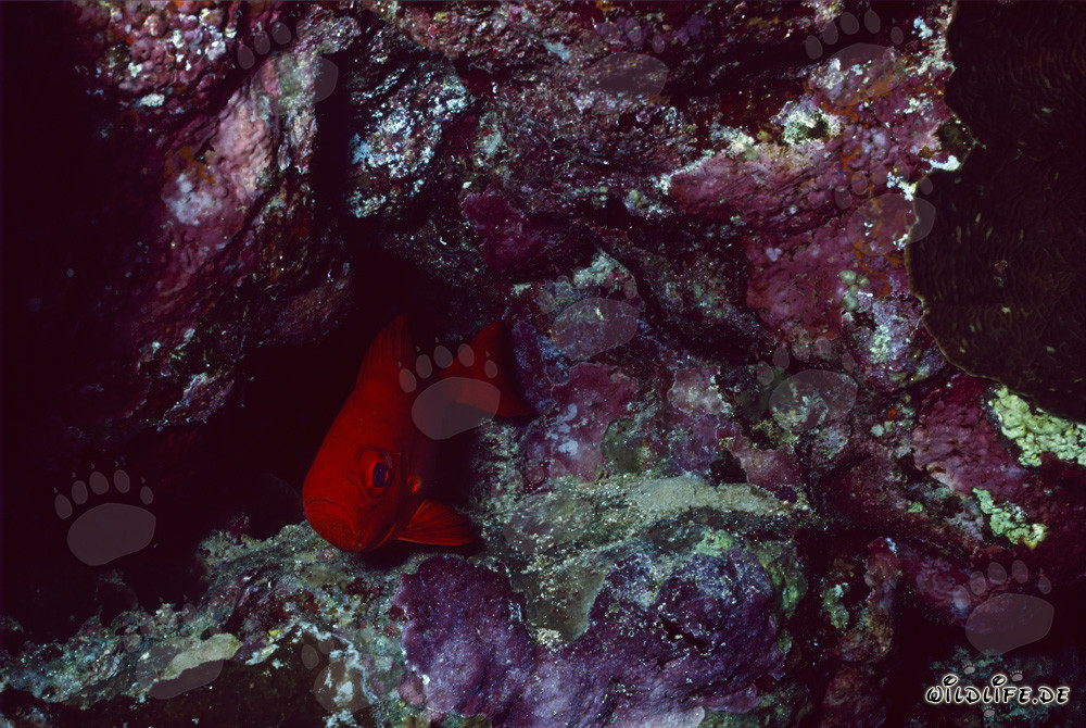 Gros yeux de mer commun dans le monde sous-marin de la mer Rouge