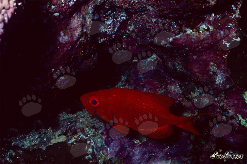 Common Bigeye in the Red Sea