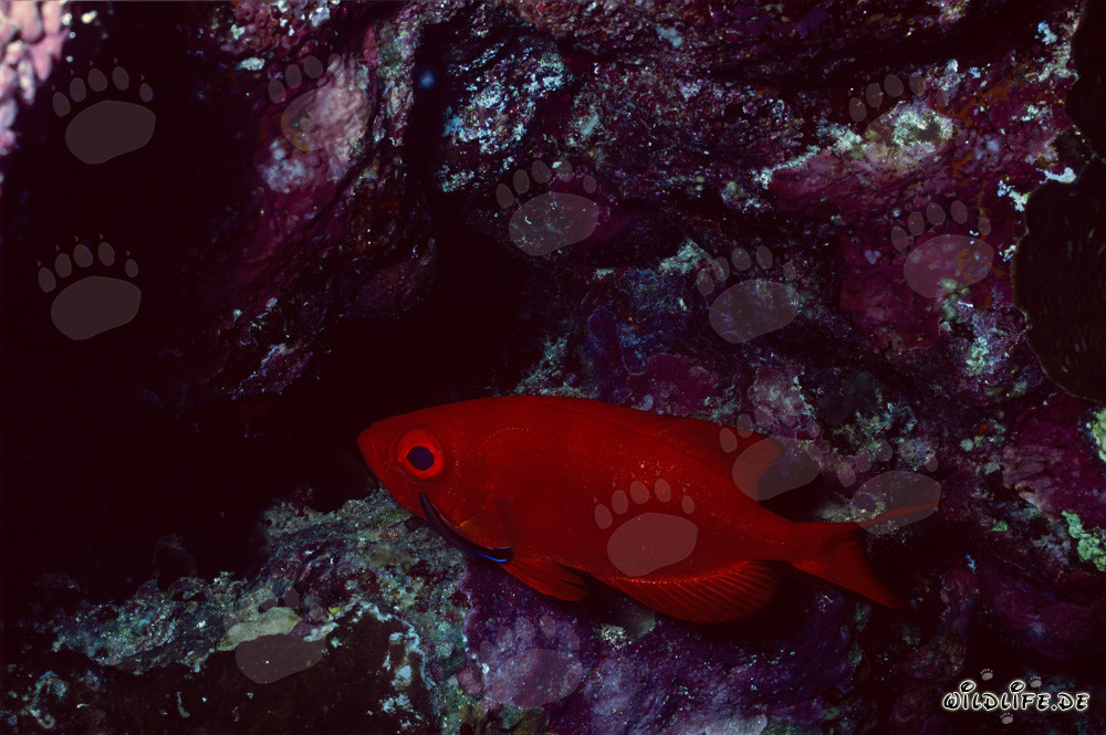 Gros yeux communs dans la mer Rouge