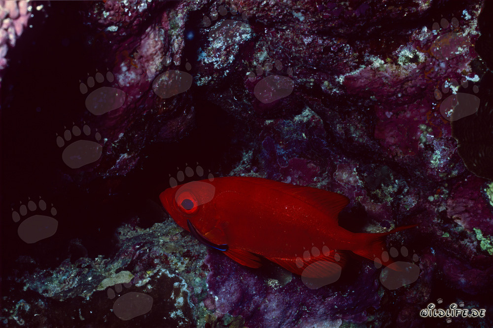 Grosso occhio comune nel Mar Rosso