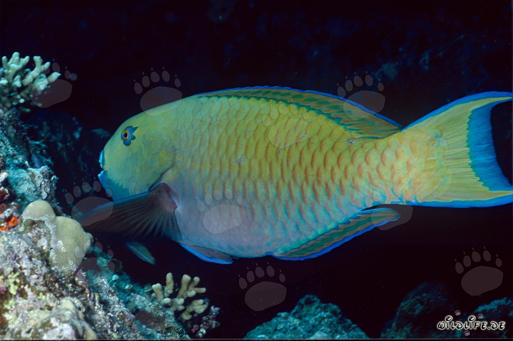 Cabezón colorido del Mar Rojo (Scarus gibbus) en las aguas claras de Ras Mohammad