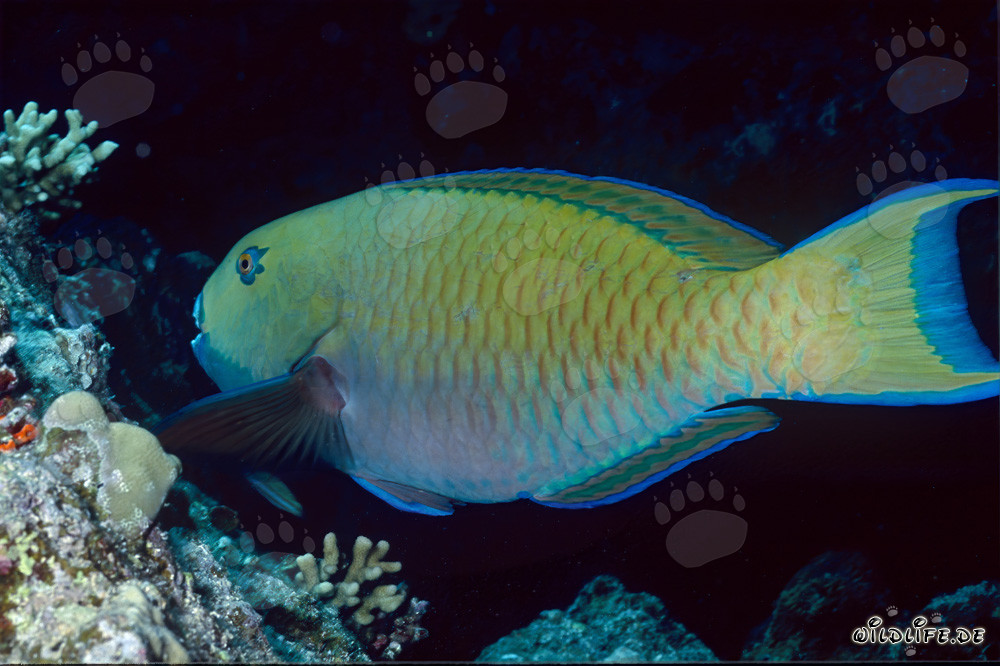 Testa di gobba colorata del Mar Rosso (Scarus gibbus) nelle acque limpide di Ras Mohammad