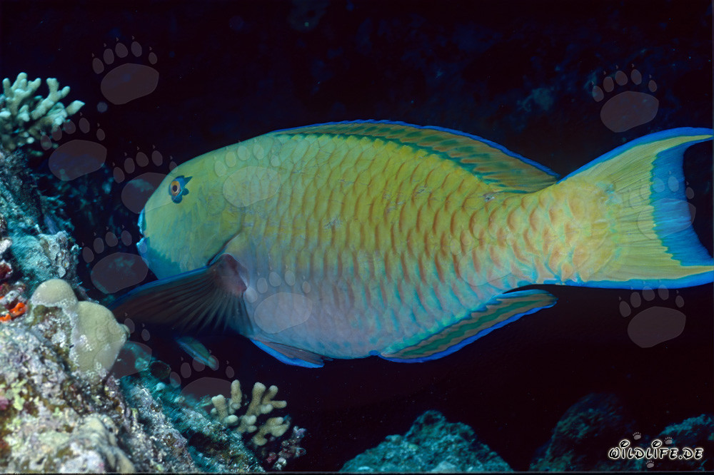 Tête de bosse colorée de la mer Rouge (Scarus gibbus) dans les eaux claires de Ras Mohammad