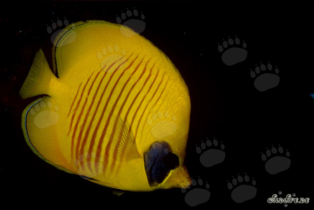 Fascinating masked butterflyfish found in the Red Sea
