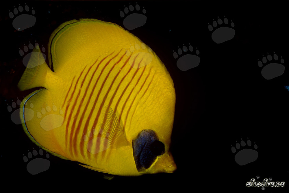 Falterfisch