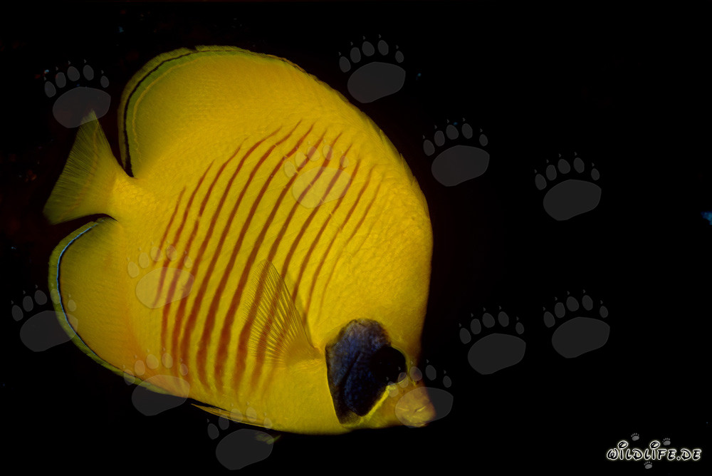 Découverte fascinante du poisson-papillon masqué en mer Rouge