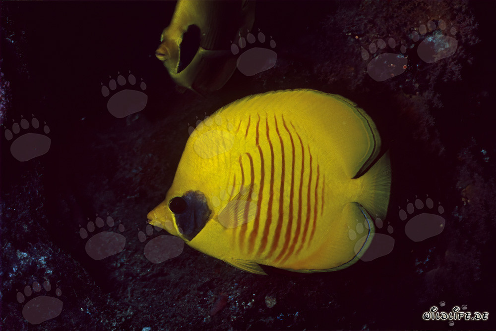 Magnificent masked butterflyfish in the Red Sea