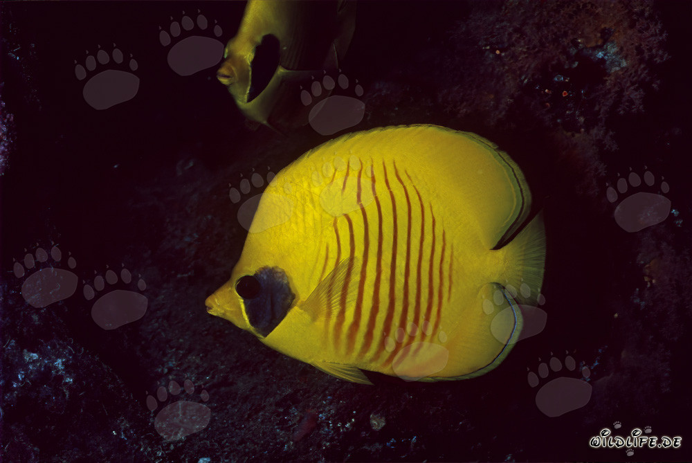 Falterfisch