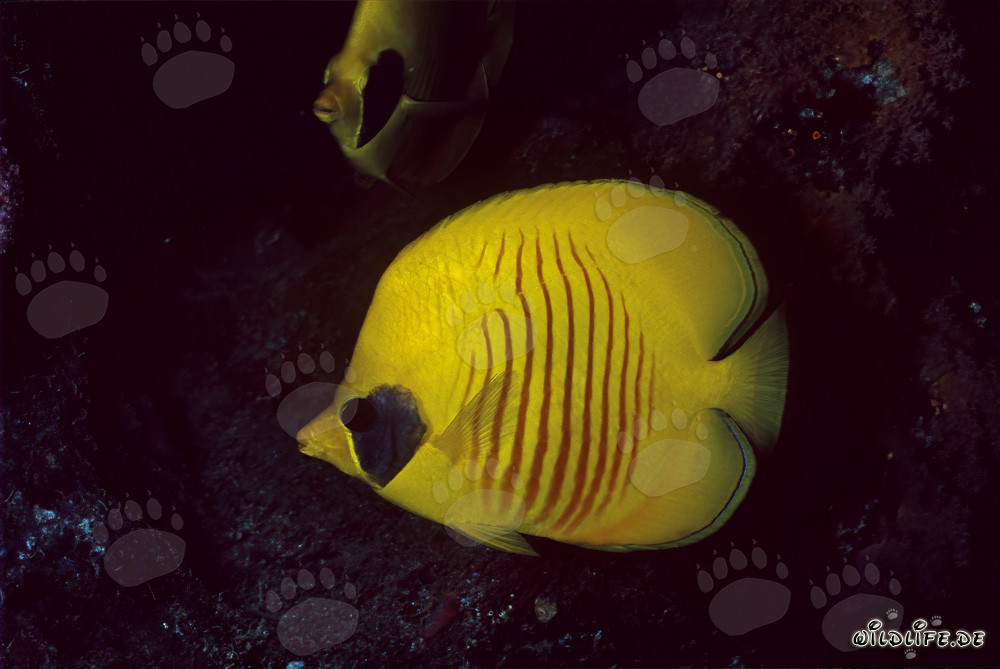 Splendido pesce farfalla mascherato nel Mar Rosso