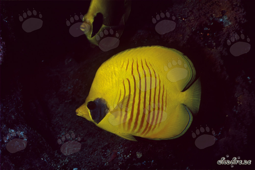 Espléndido pez mariposa máscara en el Mar Rojo