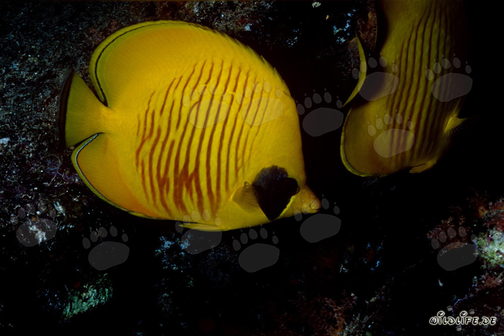 Falterfisch