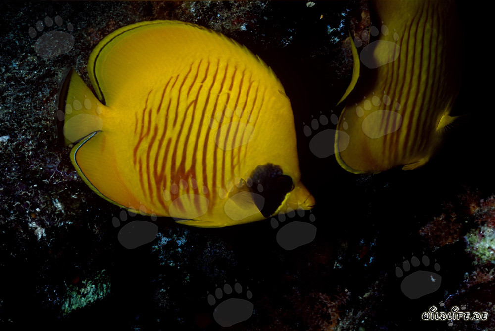 Affascinante pesce farfalla mascherato nel Mar Rosso