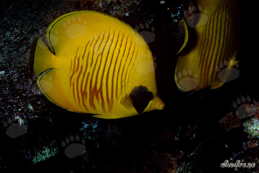 Poisson-papillon masque fascinant dans la mer Rouge