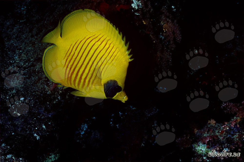 Discover the Masked Butterflyfish in the Coral Reefs of the Red Sea