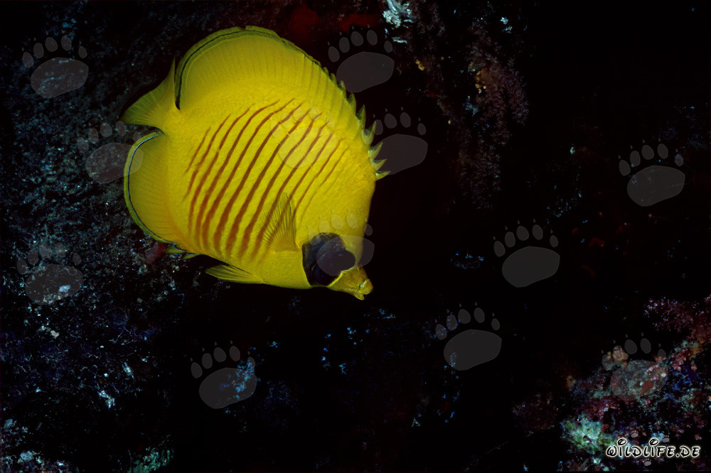 Scopri il pesce farfalla mascherato nei coralli del Mar Rosso