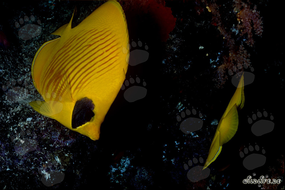 Fascinating Masked Butterflyfish in the Red Sea