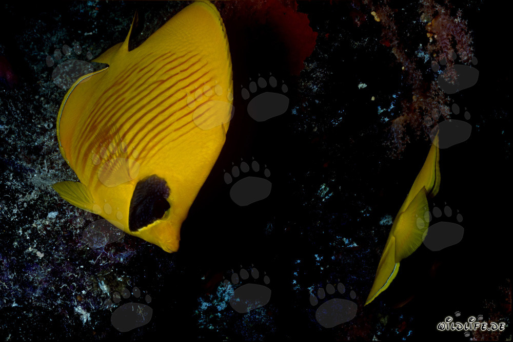 Affascinante pesce farfalla mascherato nel Mar Rosso