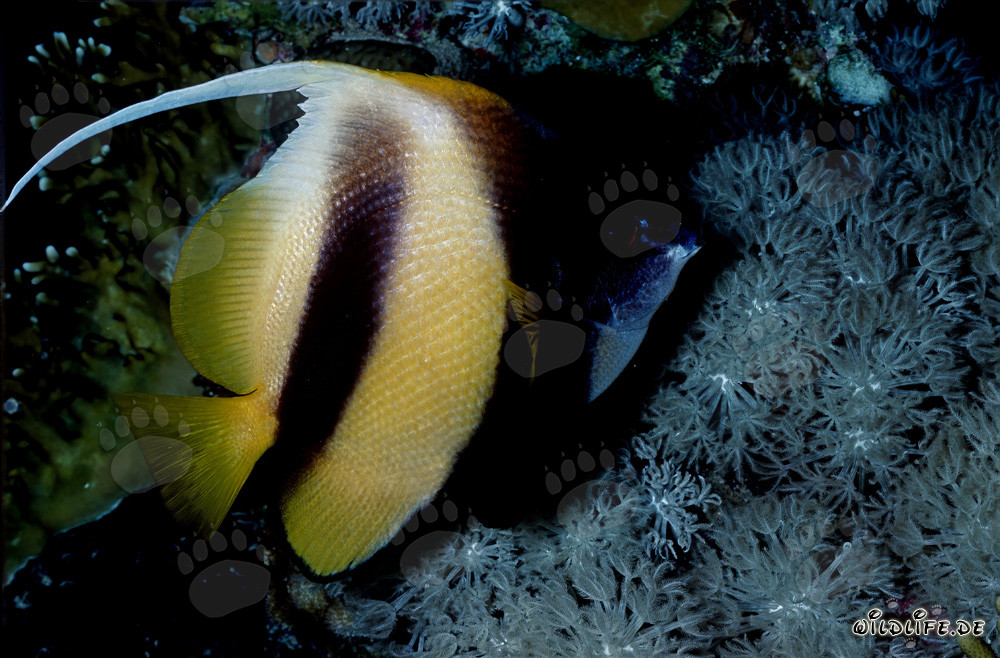 Affascinante Pesce bandiera del Mar Rosso