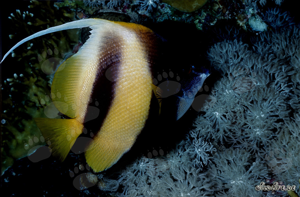 Fascinant Poisson-bannière de la mer Rouge