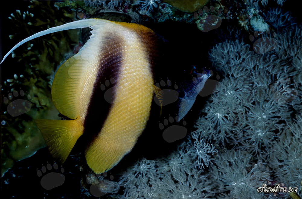 Fascinating Red Sea Bannerfish (Heniochus intermedius)