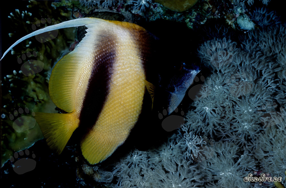 Wimpelfisch